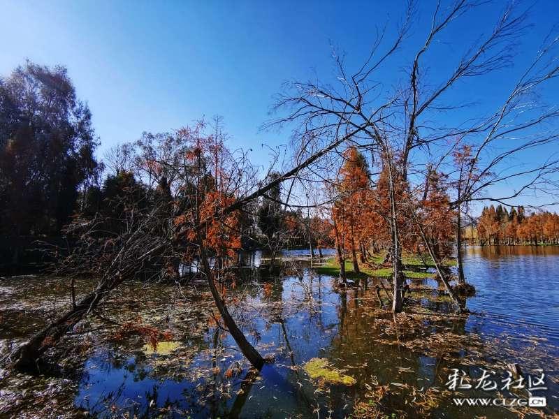 过期的酸奶可以浇花吗游戏画面